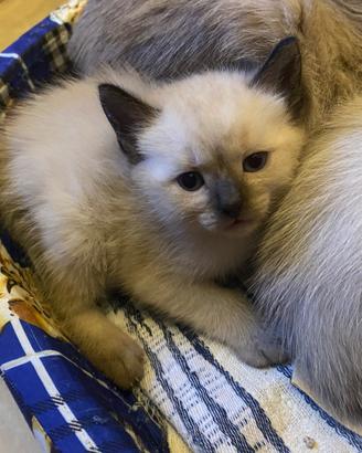 Gatti siamese thai