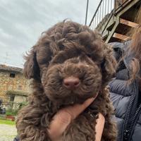 Cucciola barboncino toy