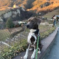 Pittbull di 2 anni
