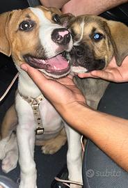 Amstaff x pastore