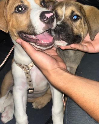 Amstaff x pastore