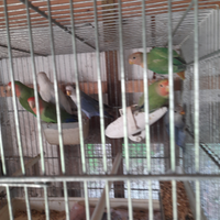 Inseparabili giovani