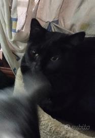 Gatto 2 anni già castrato