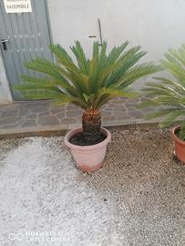 Piante Cycas 