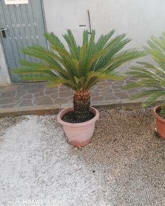 Piante Cycas 