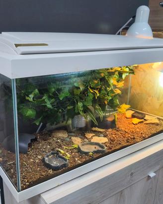 Acquario/ Terrario 80x30x40