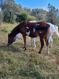 Cavallo paint