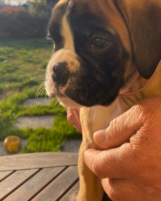 Boxer cuccioli