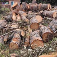 tronchi legno di pino
