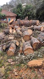 tronchi legno di pino