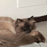 Gatto siberiano Neva disponibile monta