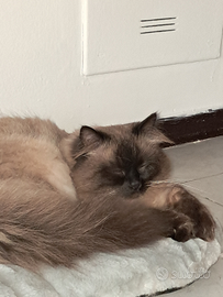 Gatto siberiano Neva disponibile monta