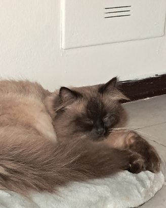 Gatto siberiano Neva disponibile monta