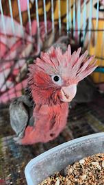 Cacatua roseicapilla allevati a mano