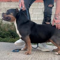 Femmina di american bully poket