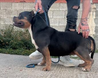 Femmina di american bully poket