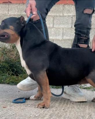 Femmina di american bully poket