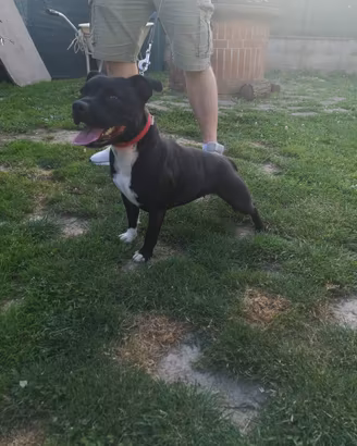 Staffy