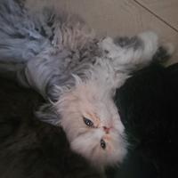 Cuccioli di Gatto persiano