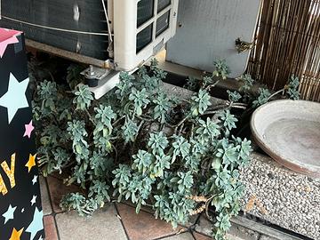 PIANTE GRASSE DA FIORE CON VASO E PORTAVASO FERRO