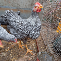 Giovane Gallo amrock