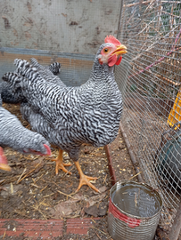 Giovane Gallo amrock