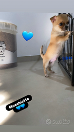 Chihuahua