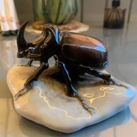 ROYAL DUX - Rhinoceros Beetle (#498)