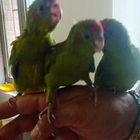 Pappagallo Baby Kakariki