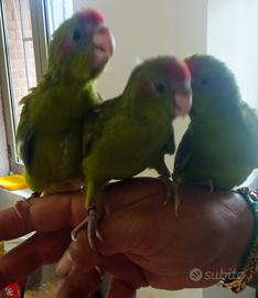 Pappagallo Baby Kakariki