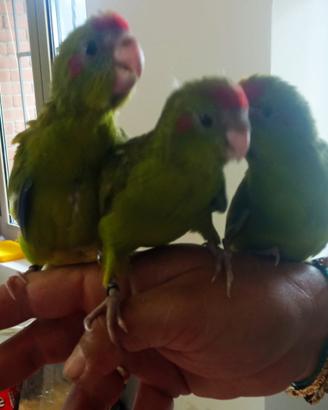 Pappagallo Baby Kakariki