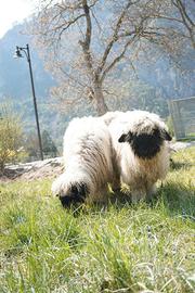 Pecore di razza Vallese allevate con altri animali