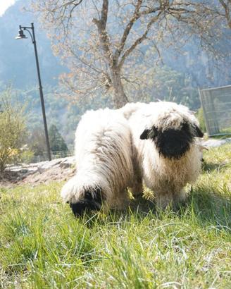 Pecore di razza Vallese allevate con altri animali