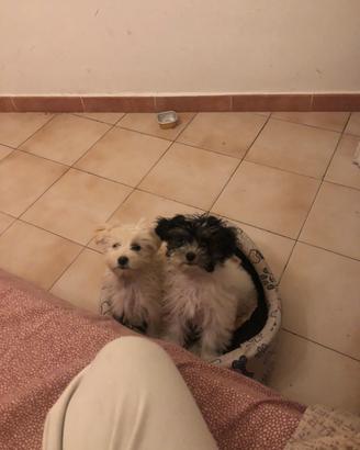Vendita maltese toy
