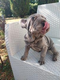 Cucciola bulldog francese big rope velvet