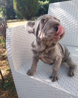 Cucciola bulldog francese big rope velvet