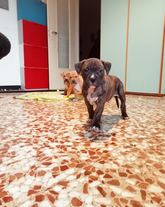 Cucciolo di Pitbull