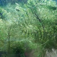 Ceratophyllum pianta per acquario 