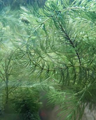 Ceratophyllum pianta per acquario 