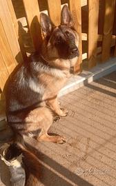 Pastore Tedesco Femmina