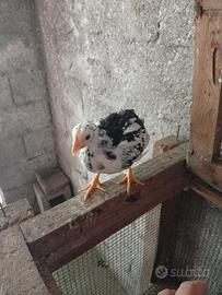 Animali