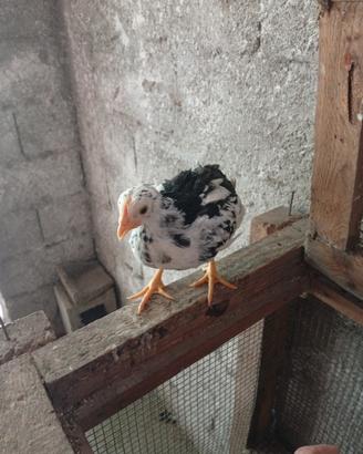Animali