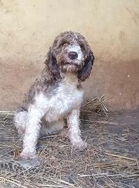 Lagotto Romagnolo