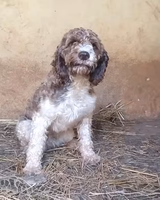 Lagotto Romagnolo