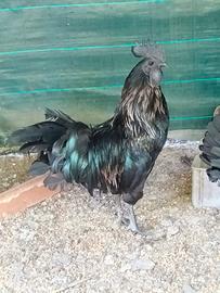 ayam cemani