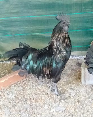 ayam cemani