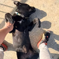 Cane Corso di 6 mesi