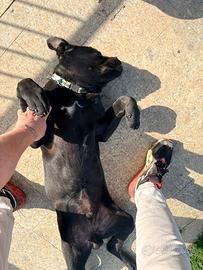 Cane Corso di 6 mesi
