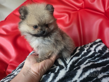 Spitz di pomerania mini linea coreana 80 giorni