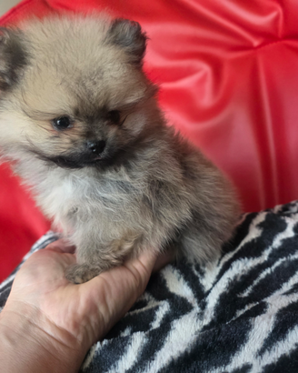 Spitz di pomerania mini linea coreana 80 giorni